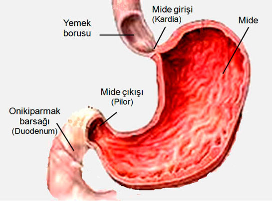 Gastrit Nedir